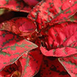 HYPOESTES Confetti Red HYPOESTES Confetti Red