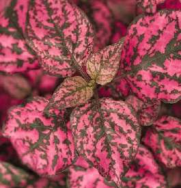 HYPOESTES Confetti Rose HYPOESTES Confetti Rose