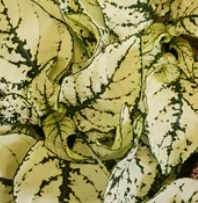 HYPOESTES Confetti White HYPOESTES Confetti White