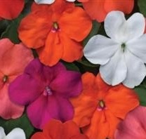 IMPATIENS Mixed IMPATIENS Mixed