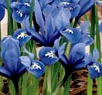 IRIS Reticulata Harmony IRIS Reticulata Harmony