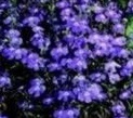 LOBELIA Pendula Sapphire LOBELIA Pendula Sapphire