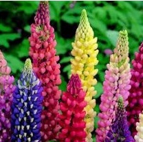 LUPIN Russell Special Mixed LUPIN Russell Special Mixed
