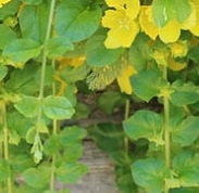 LYSIMACHIA Nummularia Aurea LYSIMACHIA Nummularia Aurea
