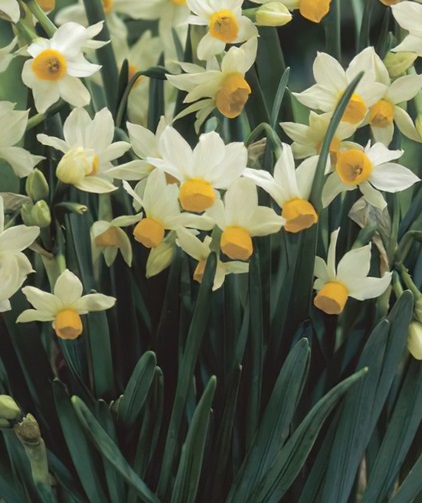 MINI DAFFODIL Canaliculatus MINI DAFFODIL Canaliculatus