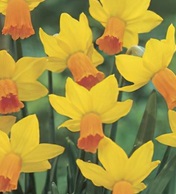MINI DAFFODIL Jetfire MINI DAFFODIL Jetfire