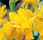 Mini-daffodil - Tete-a-Tete Mini-daffodil - Tete-a-Tete