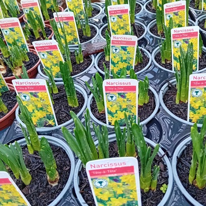 Mini-daffodil - Tete-a-Tete Mini-daffodil - Tete-a-Tete