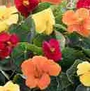 NASTURTIUM Baby Fiesta NASTURTIUM Baby Fiesta