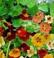 NASTURTIUM Jewel Of Africa NASTURTIUM Jewel Of Africa
