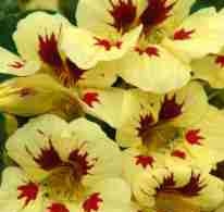 NASTURTIUM Ladybird Cream Purple Spot NASTURTIUM Ladybird Cream Purple Spot