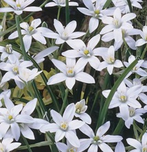 ORNITHOGALUM Umbellatum ORNITHOGALUM Umbellatum