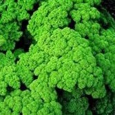 PARSLEY Champion Moss Curled PARSLEY Champion Moss Curled