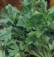 PARSLEY Italian Giant PARSLEY Italian Giant