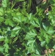 PARSLEY Plain Leaved PARSLEY Plain Leaved
