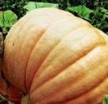PUMPKIN Atlantic Giant PUMPKIN Atlantic Giant