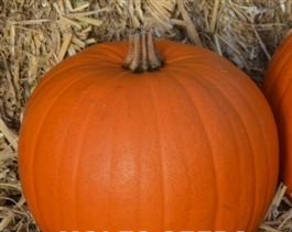 PUMPKIN Harvest Moon PUMPKIN Harvest Moon