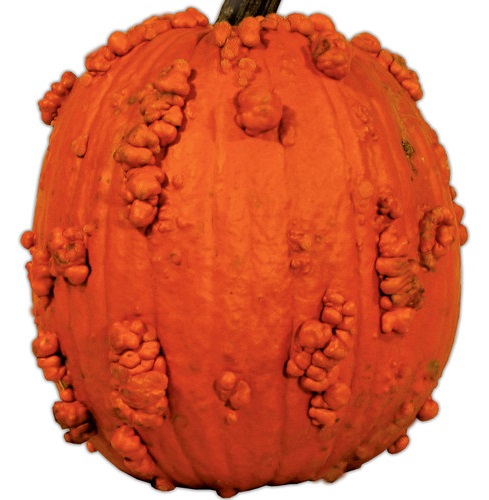 PUMPKIN Knuckle Head PUMPKIN Knuckle Head