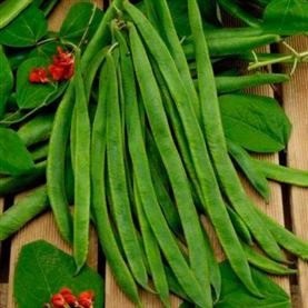 RUNNER BEAN Scarlet Empire RUNNER BEAN Scarlet Empire