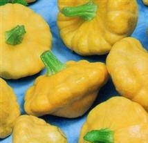 SQUASH F1 Sunbeam SQUASH F1 Sunbeam