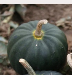 SQUASH Kabocha SQUASH Kabocha
