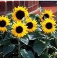 SUNFLOWER F1 Junior SUNFLOWER F1 Junior
