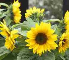 SUNFLOWER F1 Smiley SUNFLOWER F1 Smiley