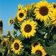 SUNFLOWER F1Waooh! SUNFLOWER F1Waooh!