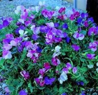 DWARF SWEET PEA Cupid Mixed DWARF SWEET PEA Cupid Mixed