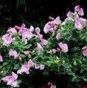 DWARF SWEET PEA Cupid Pink DWARF SWEET PEA Cupid Pink