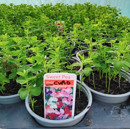 DWARF SWEET PEA Cupid Mixed DWARF SWEET PEA Cupid Mixed