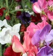 SWEET PEA GiantSpencer Waved Mixed SWEET PEA GiantSpencer Waved Mixed