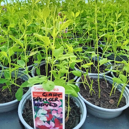 SWEET PEA GiantSpencer Waved Mixed SWEET PEA GiantSpencer Waved Mixed