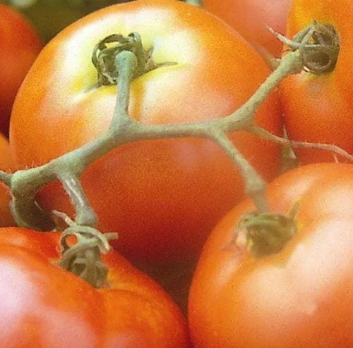 TOMATO Ailsa Craig TOMATO Ailsa Craig