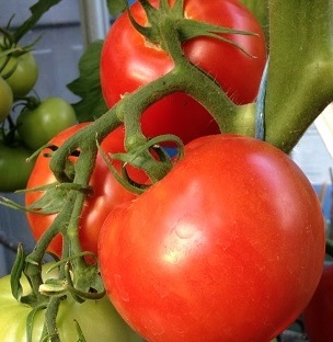 TOMATO Alicante TOMATO Alicante
