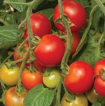 TOMATO Cherry Falls TOMATO Cherry Falls