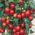 TOMATO F1 Tumbler TOMATO F1 Tumbler