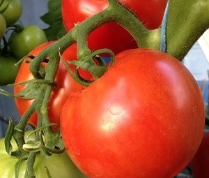 TOMATO Moneymaker TOMATO Moneymaker