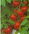 TOMATO F1 Sweet Million TOMATO F1 Sweet Million