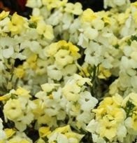 Wallflower F1 Sugar Rush Primrose Wallflower F1 Sugar Rush Primrose