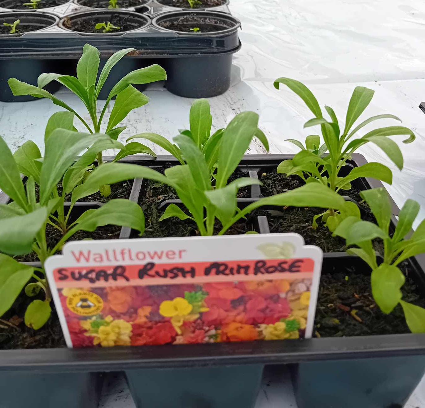 Wallflower F1 Sugar Rush Primrose Wallflower F1 Sugar Rush Primrose