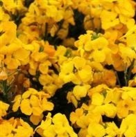 Wallflower F1 Sugar Rush Yellow Wallflower F1 Sugar Rush Yellow