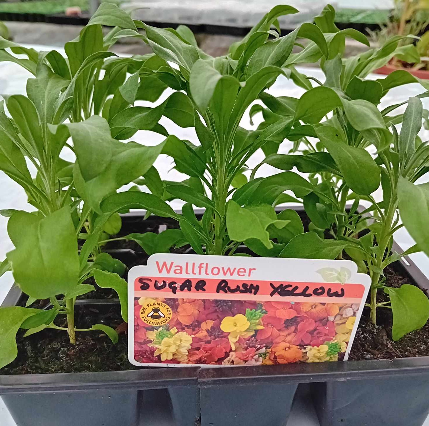 Wallflower F1 Sugar Rush Yellow Wallflower F1 Sugar Rush Yellow