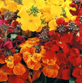 WALLFLOWER Tom Thumb Mixed WALLFLOWER Tom Thumb Mixed