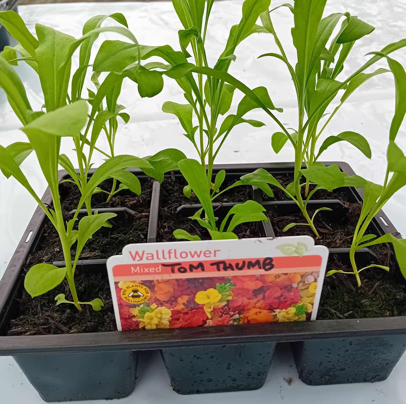 WALLFLOWER Tom Thumb Mixed WALLFLOWER Tom Thumb Mixed