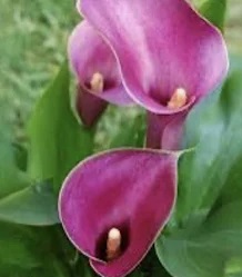 ZANTEDESCHIA Grape Velvet ZANTEDESCHIA Grape Velvet