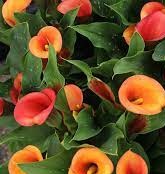 ZANTEDESCHIA Sunset Passion ZANTEDESCHIA Sunset Passion
