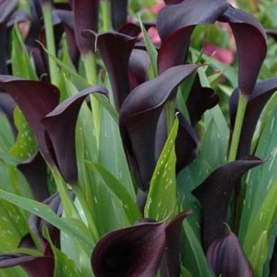 ZANTEDESCHIA Odessa ZANTEDESCHIA Odessa