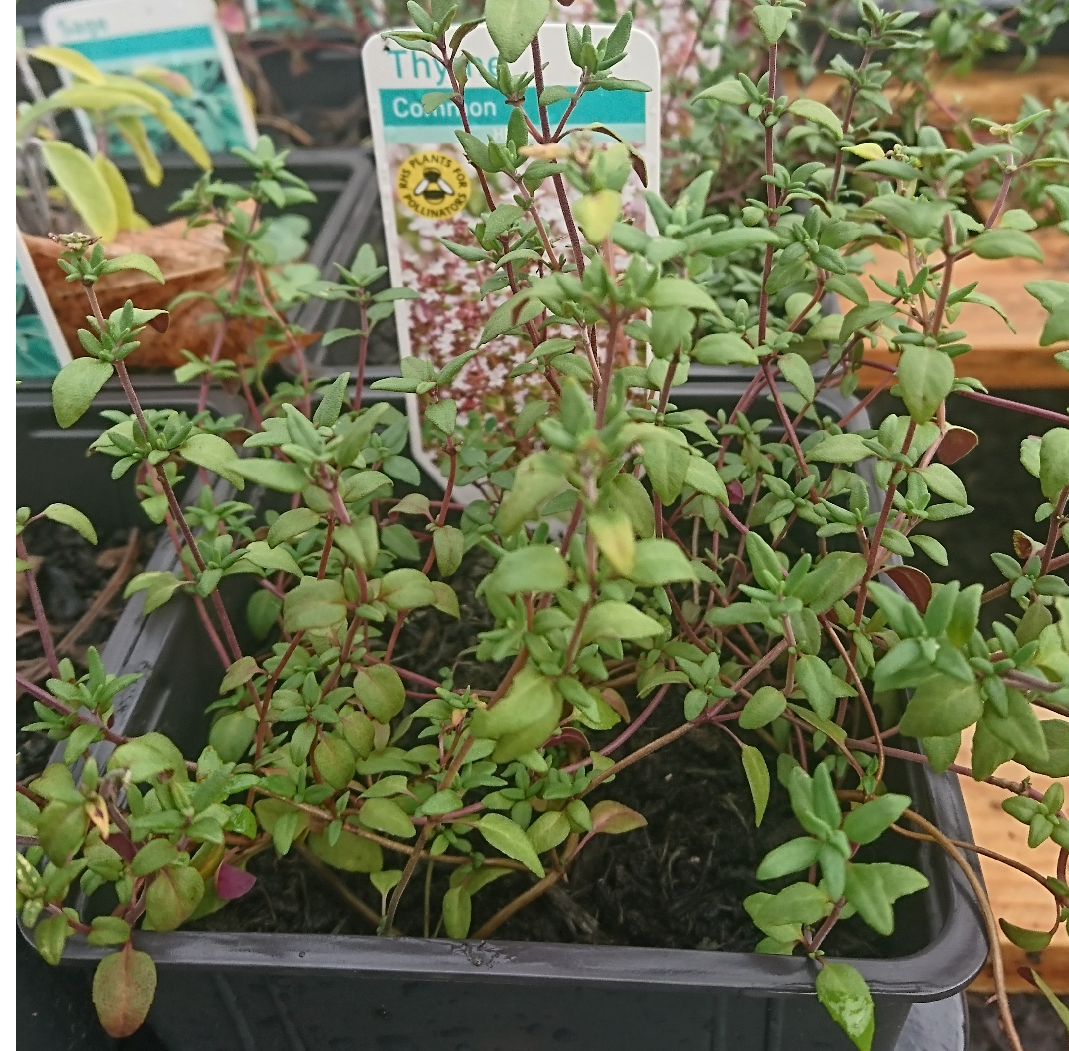 Thyme Common Thyme Common